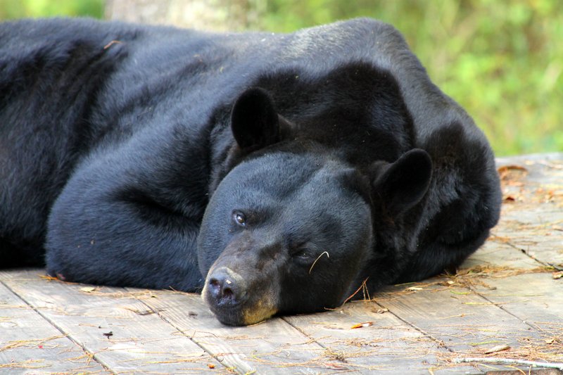 Black Bear.jpg
