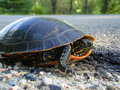 Why Did the Turtle Cross the Road?