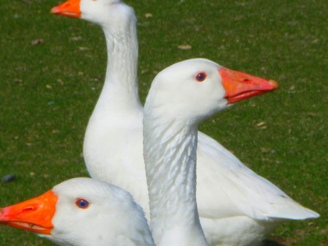 Guard Geese