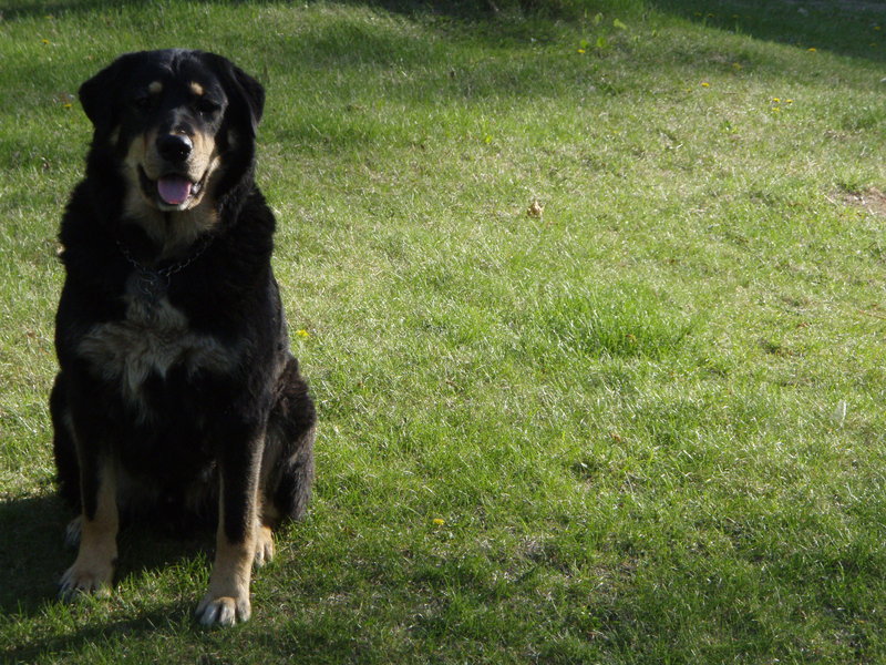 My Dog Koda