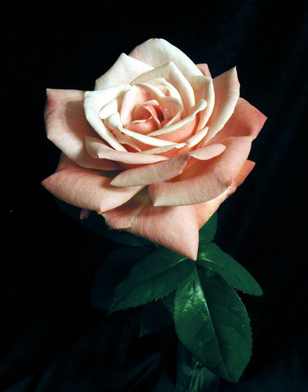 Rose from Lucas.jpg
