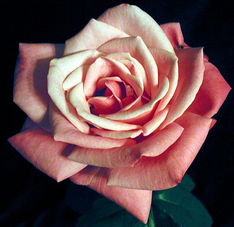 Rose from Lucas\'s plant.jpg