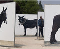 Donkeys2.1.jpg