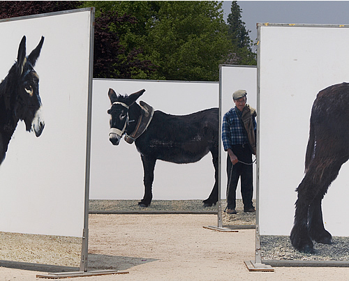 Donkeys2.1.jpg