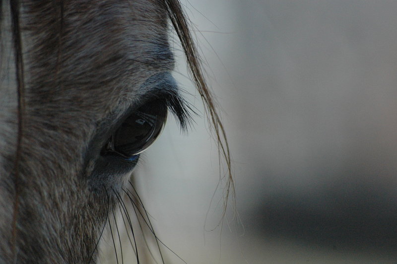 Glimpse