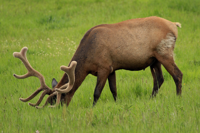 Elk in Velvet