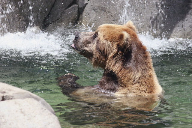 Bear Bath