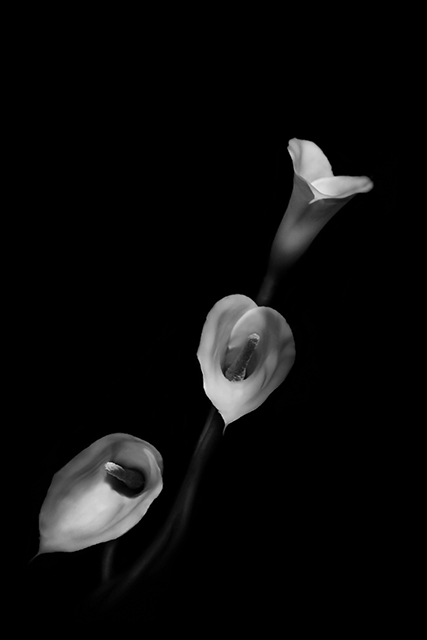 Soft Lillies.jpg