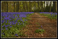 Bluebell Forest