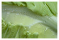 Cauliflower