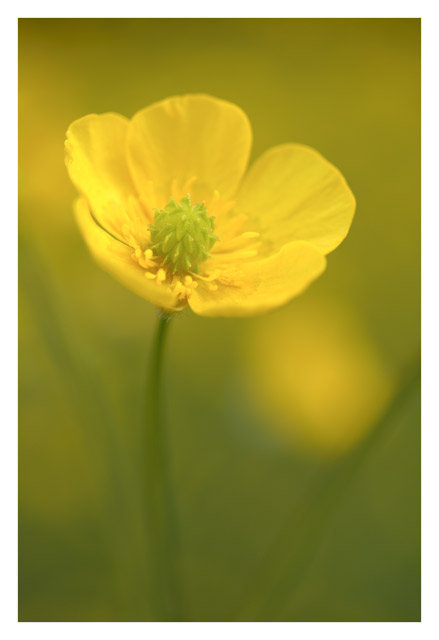 Buttercup