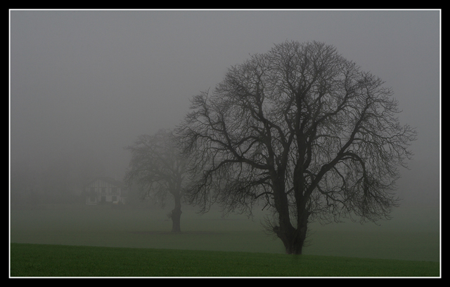 Misty Morning