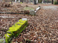 Moss