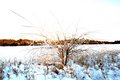Bright Christmas