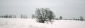 Cold and Alone