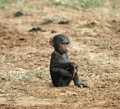 Baby Baboon