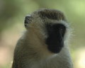 Sad Monkey
