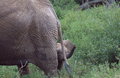 Kenyan Peek-a-Boo