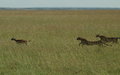 The Chase Part 2
