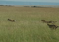 The Chase Part 3