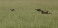 The Chase Part 4
