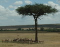 Thomson Tree