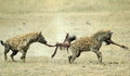 Tug of War