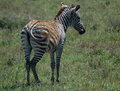 Young Stripes