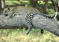 Nap Time
