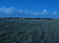 Blue Afternoon