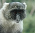 Monkey Faces