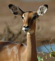 Mommy Impala