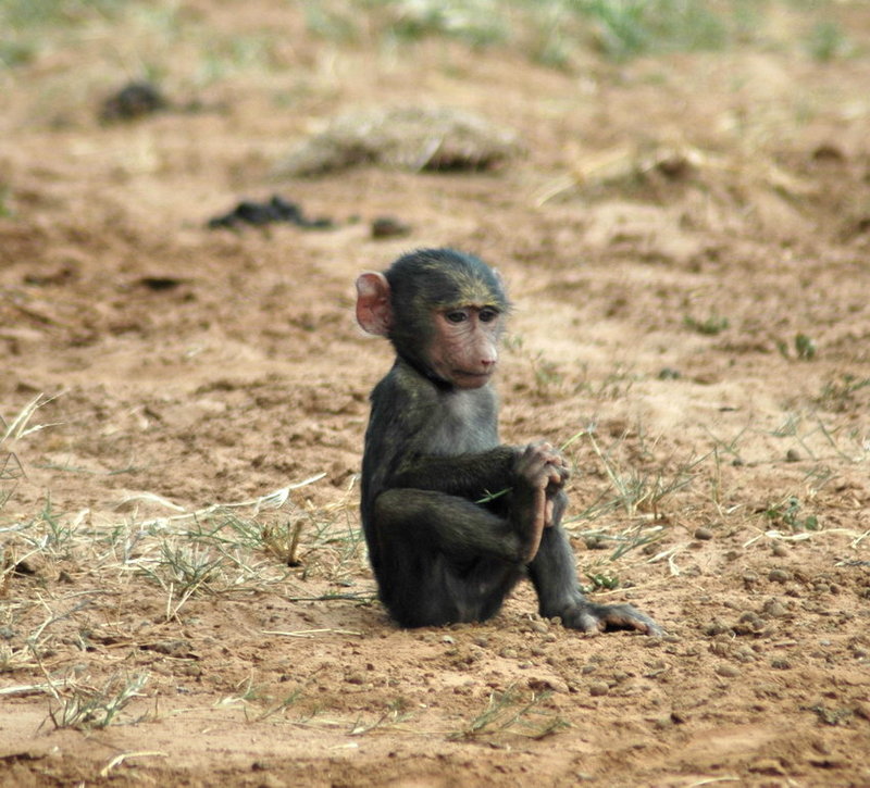 Baby Baboon