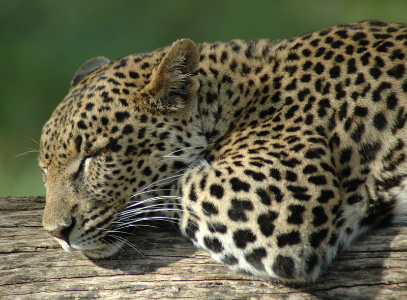 Samburu Siesta