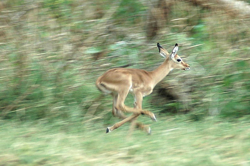 Baby Run