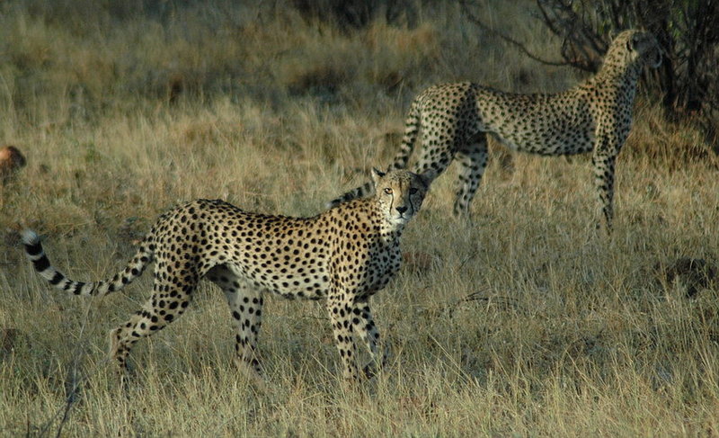 Spotted Sunset