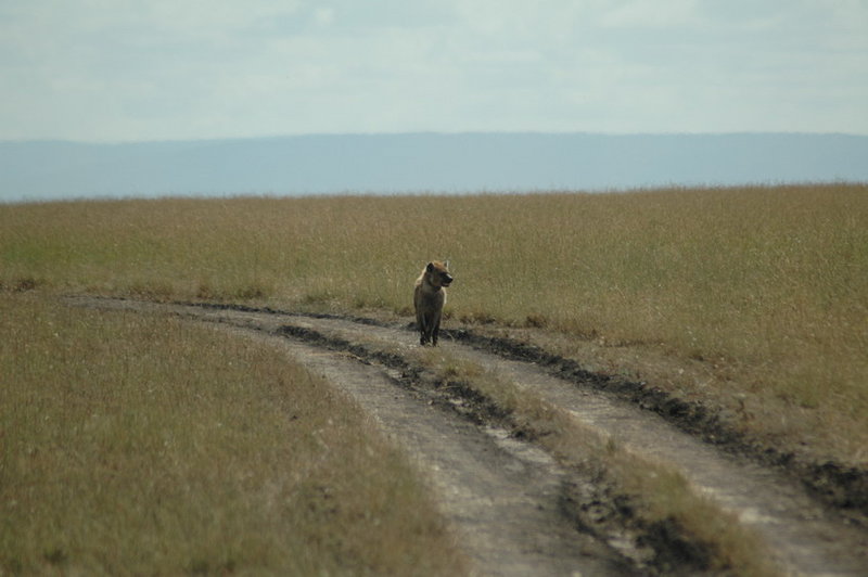 The Littlest Hobo – Kenyan Edition
