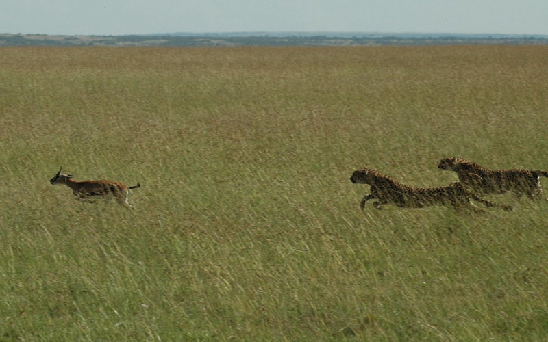 The Chase Part 2