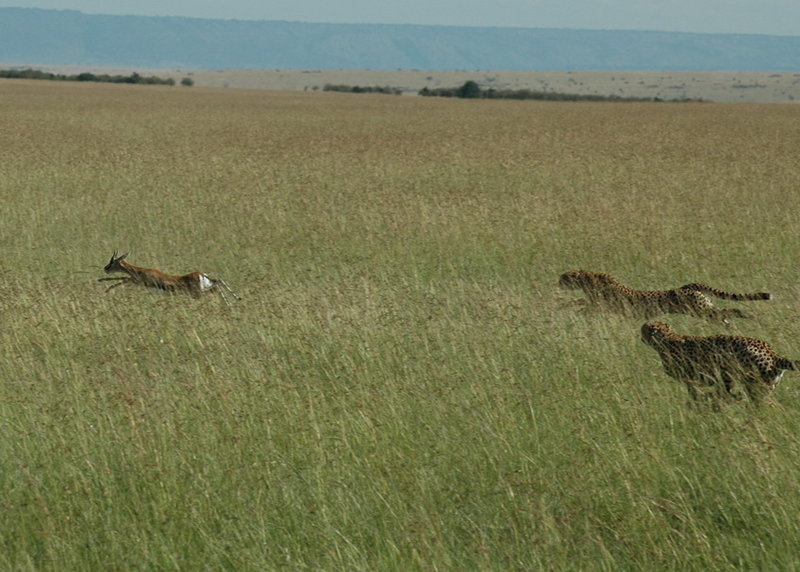 The Chase Part 3