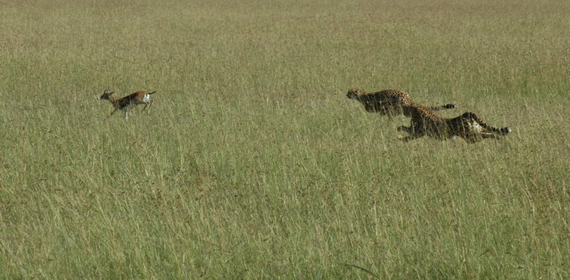 The Chase Part 4