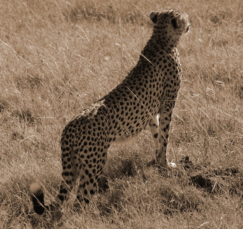 Sepia Hunter