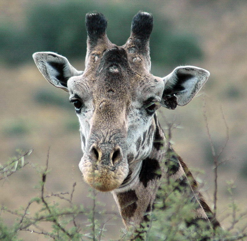 Acacia Breakfast