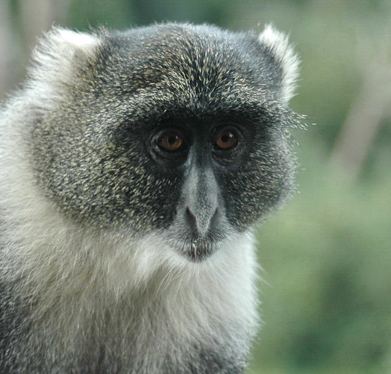 Monkey Faces