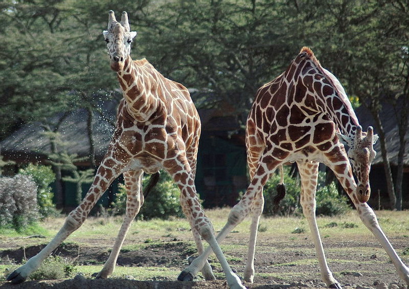 Going down to the watering hole?