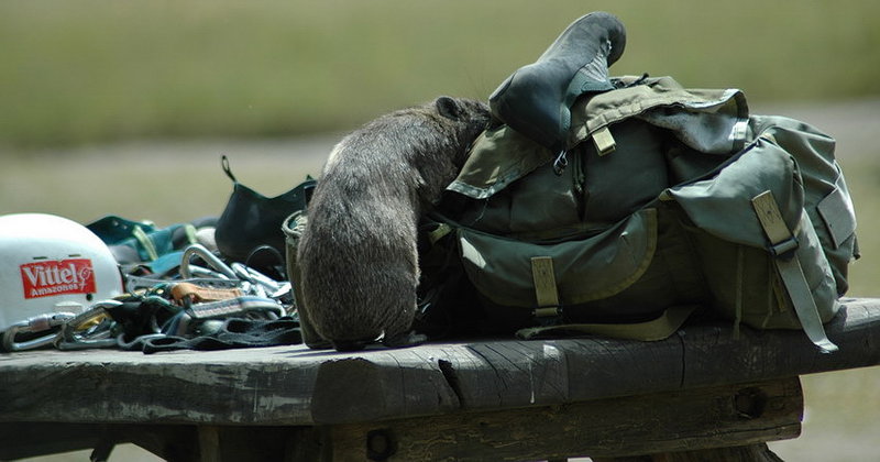 Furry Thief