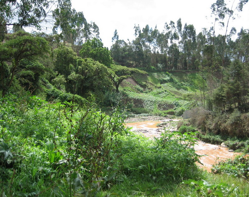 An Ethiopian Study in Green