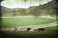 Lingering Longhorns