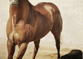 Equs