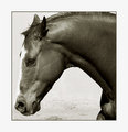 Me, A Horse
