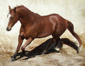 Hoofbeats on My Heart